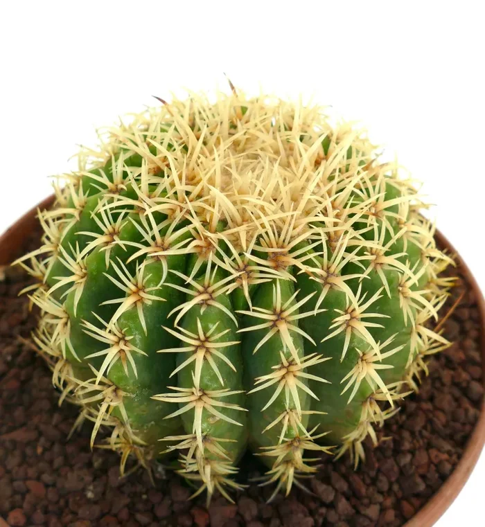Echinocactus grusonii form brevispinus Online
