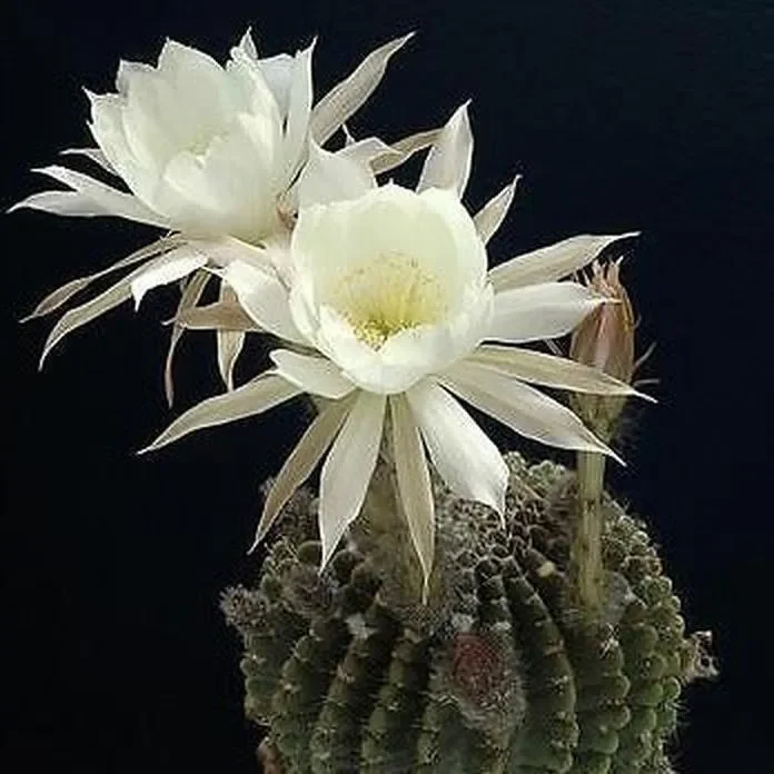 Echinopsis ancistrophora SEEDS Saldi