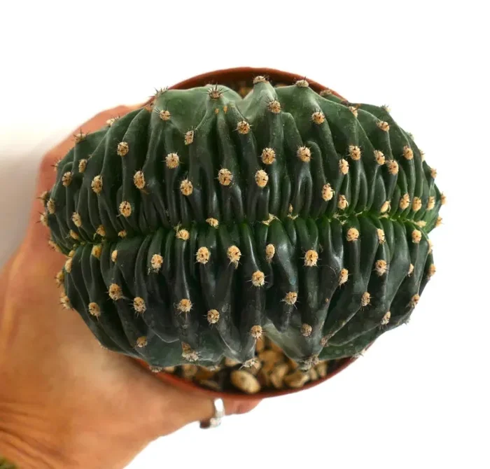 Echinopsis eyriesii CRESTED cv “DARK CHOCHOLATE” Online ora
