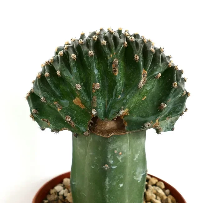 Echinopsis eyriesii CRESTED cv “DARK CHOCHOLATE” Online ora - immagine 2