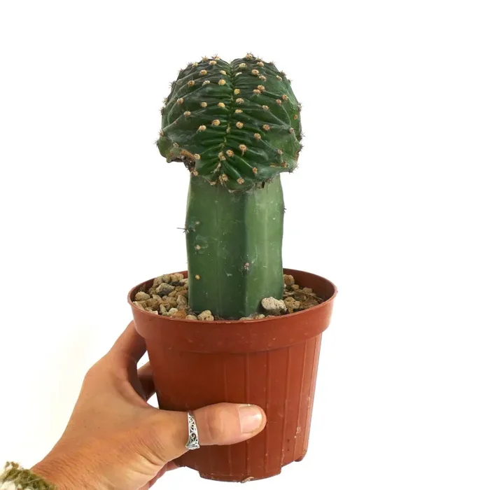 Echinopsis eyriesii CRESTED cv “DARK CHOCHOLATE” Online ora - immagine 3