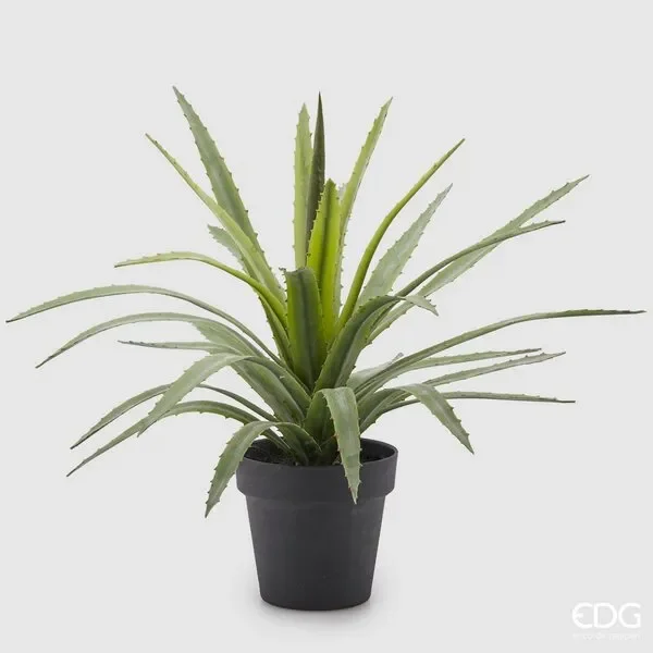 EDG Enzo De Gasperi Agave Chic C/Vaso H45 (Succ) C3 Green