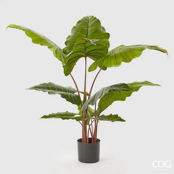 EDG Enzo De Gasperi Alocasia Chic C/Vaso H120 (11fg) C0 Green