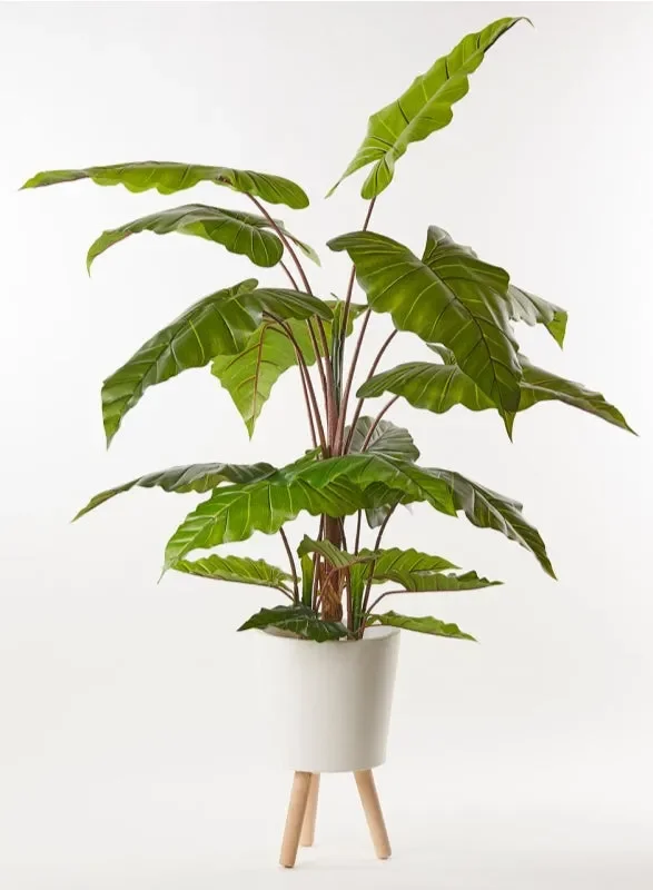 EDG Enzo De Gasperi Alocasia Chic con Vaso Artificiale H 170 Cm Green - immagine 3