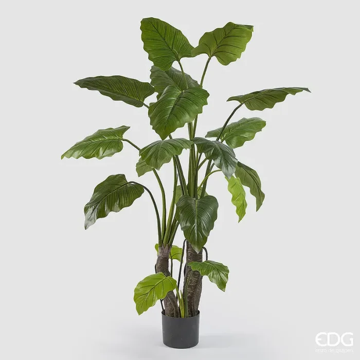 EDG Enzo De Gasperi Alocasia con Vaso Artificiale H 180 Cm Green
