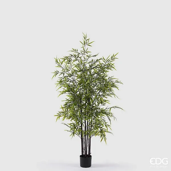 EDG Enzo De Gasperi Bamboo con Vaso H 150 cm Colore Verde Scuro e Chiaro