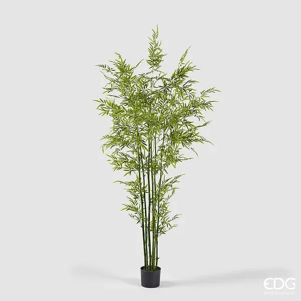 EDG Enzo De Gasperi Bamboo con Vaso H 210 cm Colore Verde Vendita calda