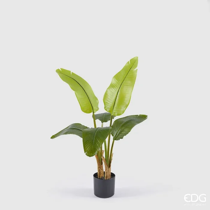 EDG Enzo De Gasperi Banano con Vaso Artificiale H 90 Cm Green