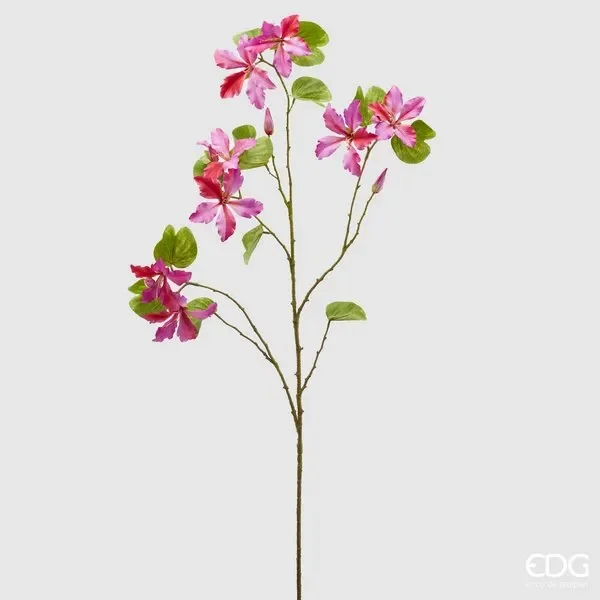 EDG Enzo De Gasperi Bauhinia Rex H 113 Cm 8 Rami Beauty