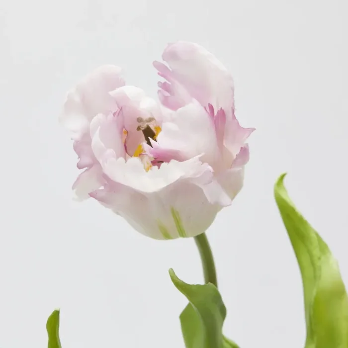 EDG Enzo De Gasperi Bouquet 3 Tulipani Parrot con Foglie Artificiali H 51 Cm White Pink - immagine 2