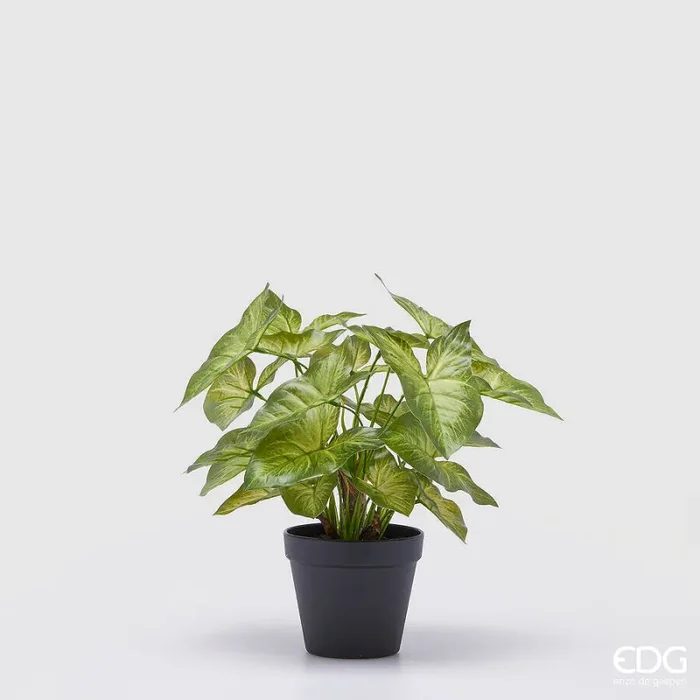 EDG Enzo De Gasperi Caladium con Vaso Artificiale H 33 Cm Green
