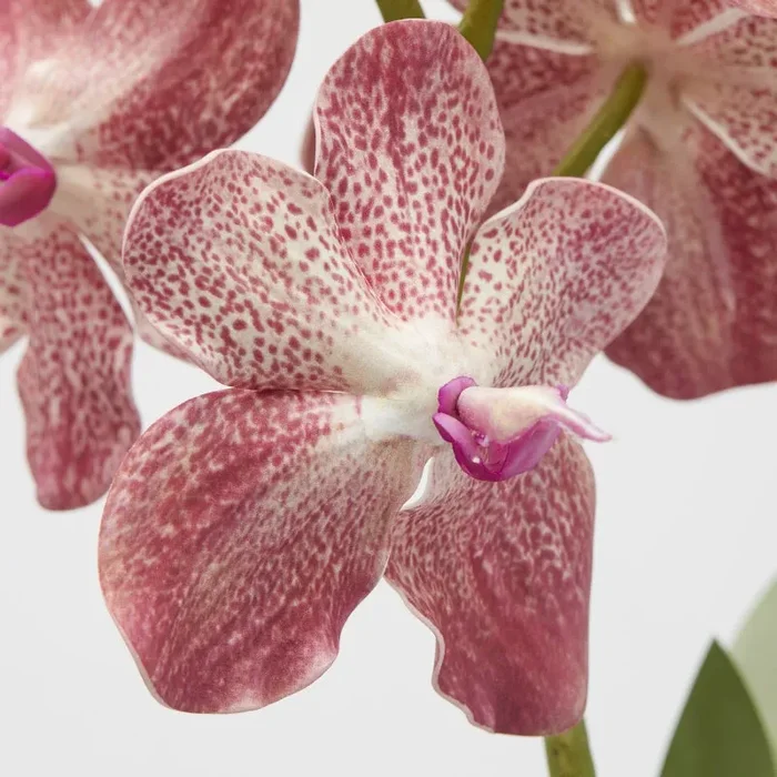 EDG Enzo De Gasperi Cespuglio Orchidea Vanda Artificiale con Foglio H 70 Cm Ass. Two Tone Pink 1 Pz - immagine 2