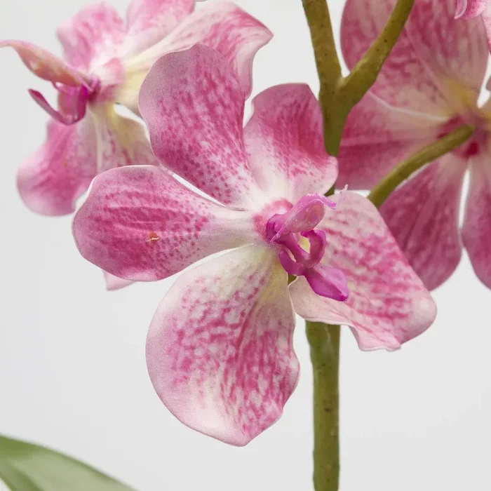 EDG Enzo De Gasperi Cespuglio Orchidea Vanda Artificiale con Foglio H 70 Cm Ass. Two Tone Pink 1 Pz - immagine 3