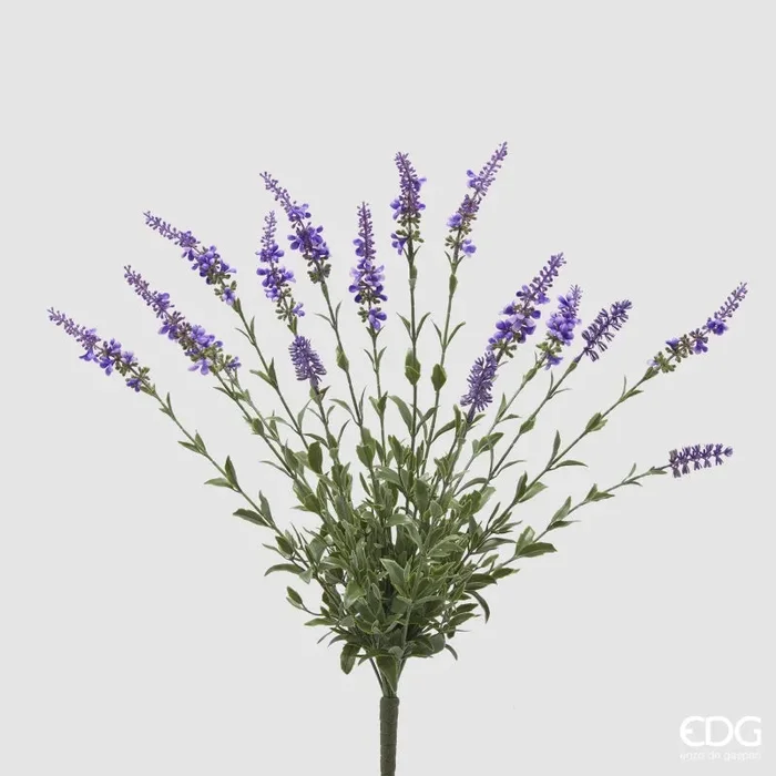 EDG Enzo De Gasperi Cespuglio Salvia H 60 Colore Lavanda
