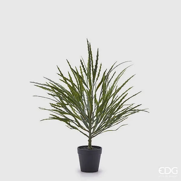 EDG Enzo De Gasperi Epifillo Con Vaso H.50 C4 Green