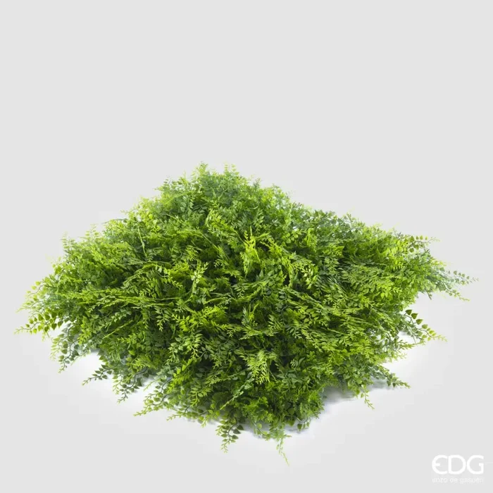 EDG Enzo De Gasperi Felce Siepe 1 x 1 Mt Colore Verde