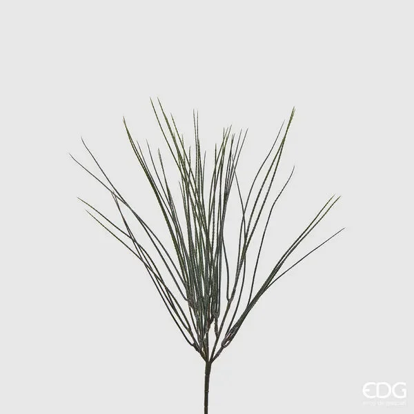 EDG Enzo De Gasperi Ginestra Cespuglio H 46 Cm Colore Verde