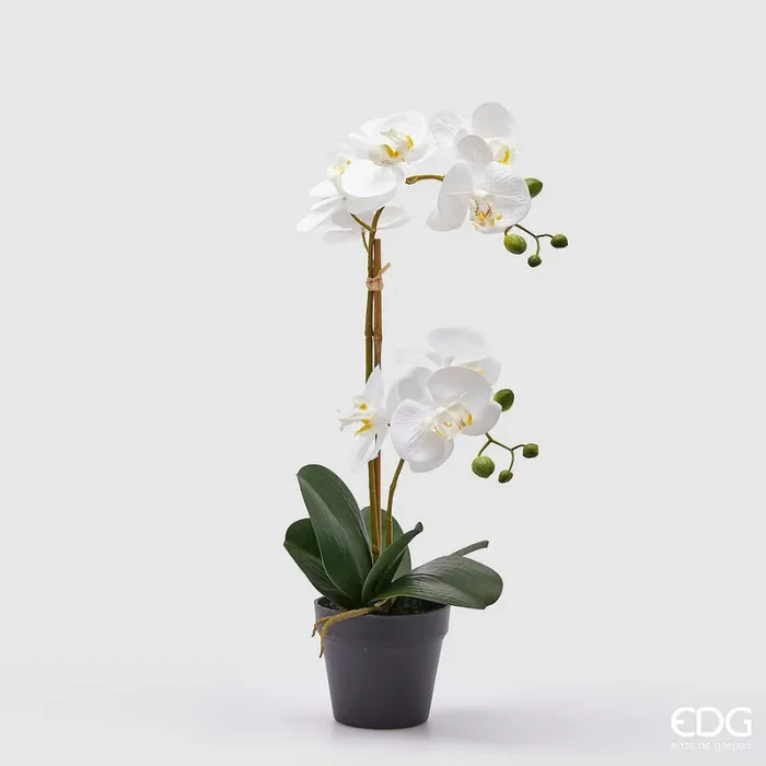 EDG Enzo De Gasperi Orchidea Phalaenopsis con Vaso Ramo x2 Artificiale H 53 Cm White
