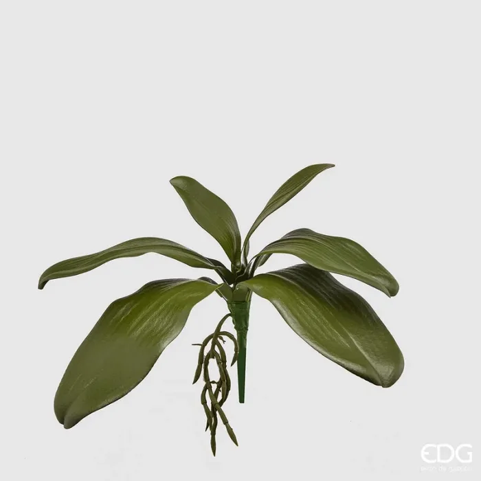EDG Enzo De Gasperi Orchidea Phalaenopsis Foglia Olis x6 con Radice Artificiale H 27 Cm Green