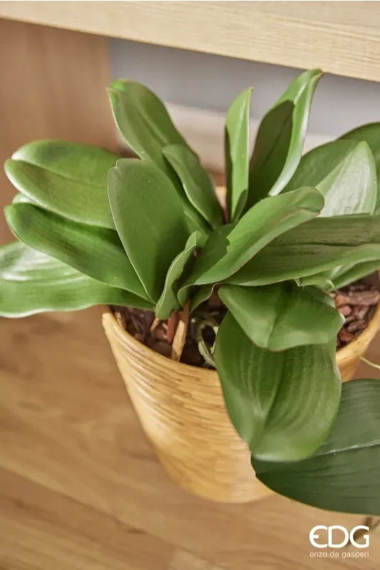 EDG Enzo De Gasperi Orchidea Phalaenopsis Foglia Olis x6 con Radice Artificiale H 27 Cm Green - immagine 2