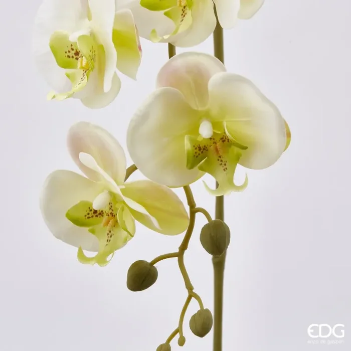 EDG Enzo De Gasperi Orchidea Phalaenopsis Olis Ramo 3D x5 Artificiale H 70 Cm White Yellow - immagine 2