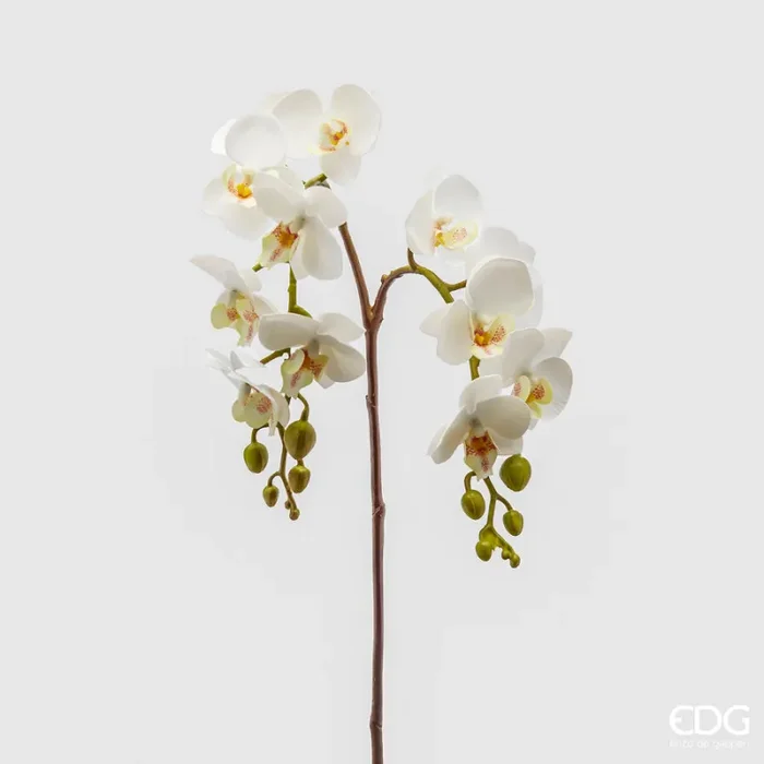 EDG Enzo De Gasperi Orchidea Phalaenopsis Olis Ramo x2 Artificiale H 62 Cm White