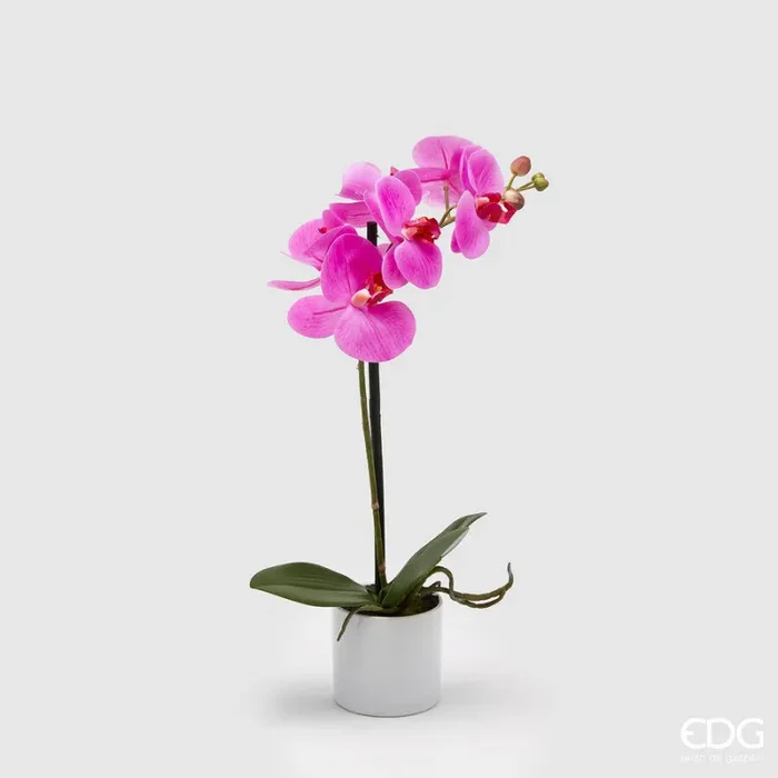 EDG Enzo De Gasperi Orchidea Phalaenopsis Real con Vaso Artificiale H 40 Cm Fuchsia