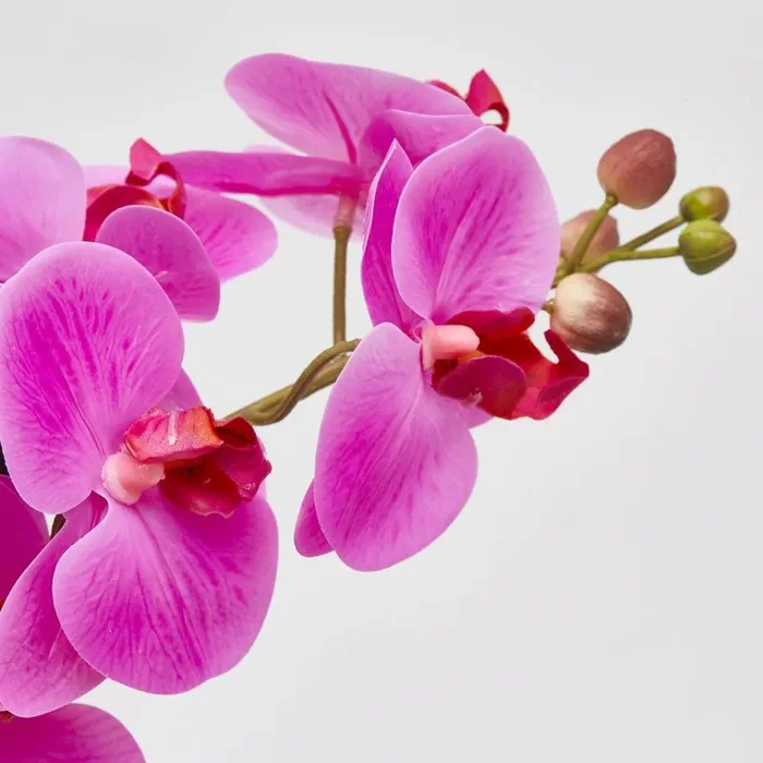 EDG Enzo De Gasperi Orchidea Phalaenopsis Real con Vaso Artificiale H 40 Cm Fuchsia - immagine 2