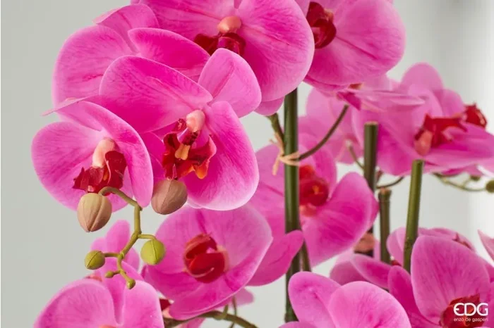 EDG Enzo De Gasperi Orchidea Phalaenopsis Real con Vaso Ramo x6 Artificiale H 72,5 Cm Fuchsia Saldi - immagine 3
