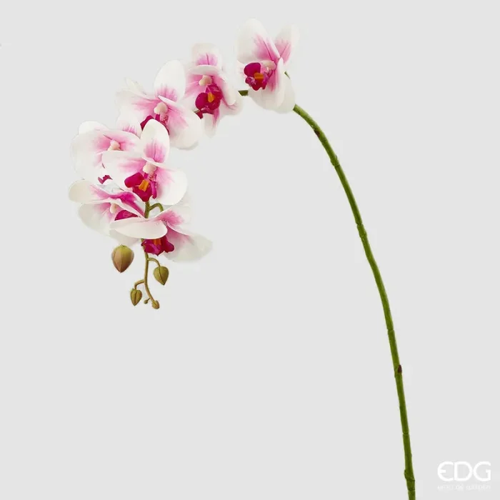 EDG Enzo De Gasperi Orchidea Phalaenopsis Real Ramo Artificiale H 76 Cm White Violet Online