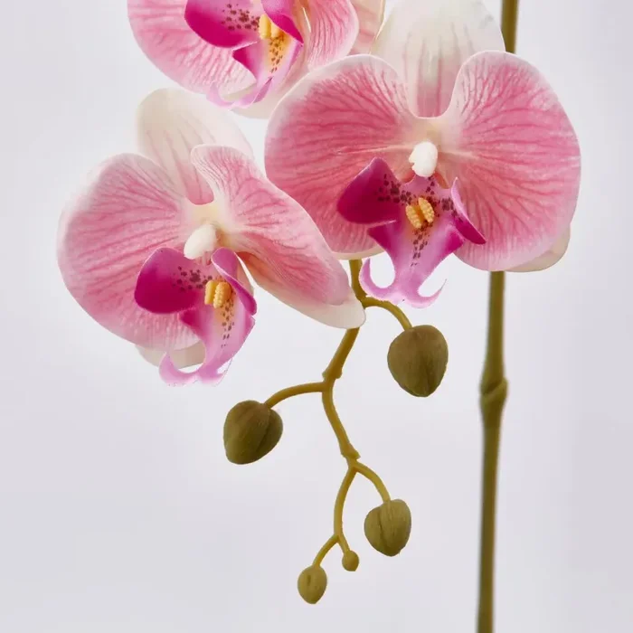 EDG Enzo De Gasperi Orchidea Phalaenopsis Real Ramo Artificiale H 76 Cm White Violet Online - immagine 2