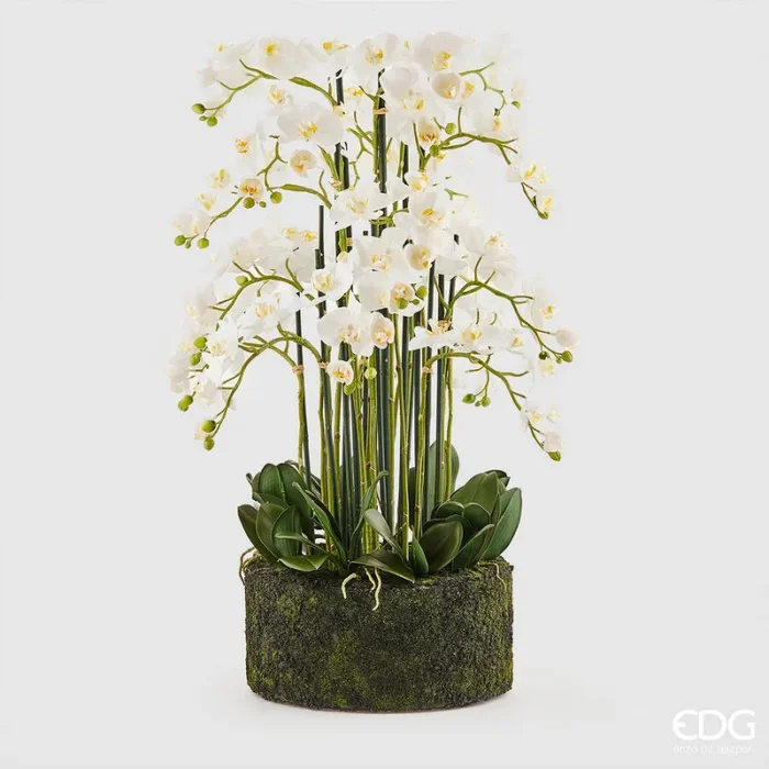 EDG Enzo De Gasperi Orchidea Phalaenopsis Real x20 con Zolla Artificiale H 100 Cm White