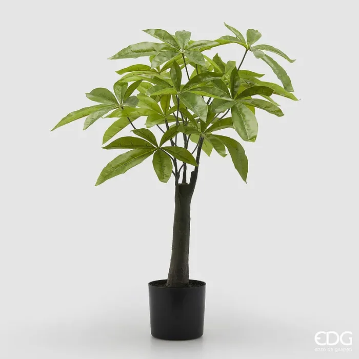 EDG Enzo De Gasperi Pachira con Vaso Artificiale H 60 Cm Green