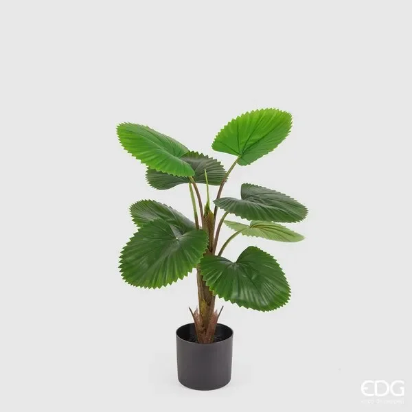 EDG Enzo De Gasperi Palma Camerus C/Vaso H70 C3 Green