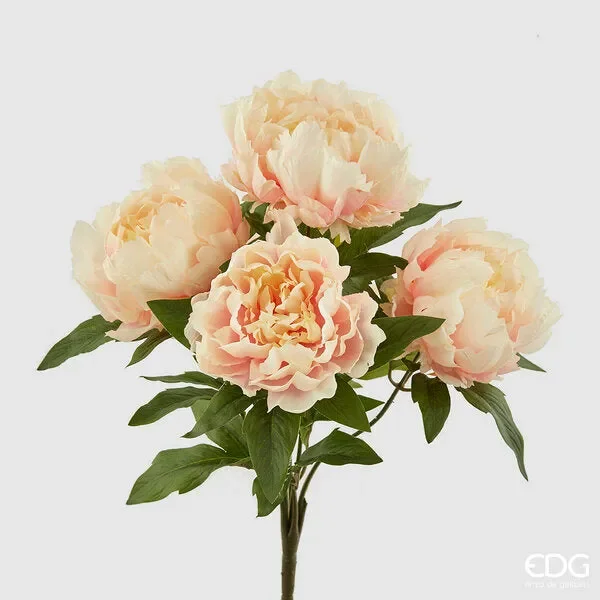 EDG Enzo De Gasperi Peonia Cespuglio x5 H48 B7 Pink Cream Vendita online
