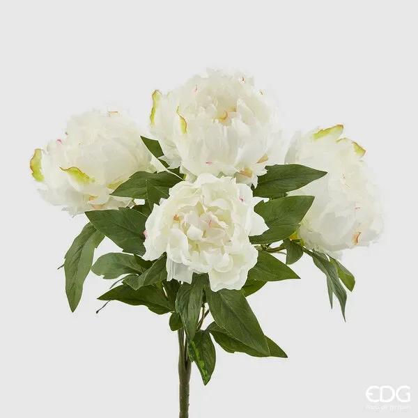 EDG Enzo De Gasperi Peonia Cespuglio x5 H48 B7 White