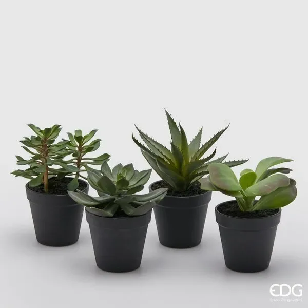 EDG Enzo De Gasperi Pianta West con Vaso H 29 Cm Verde 1 Pz