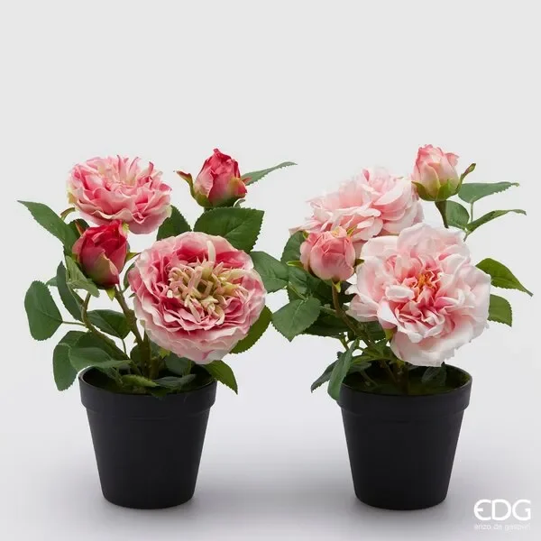 EDG Enzo De Gasperi Rosa Olis con Vaso 2 Boccioli H 28 Cm Rosa o Fucsia 1 Pz