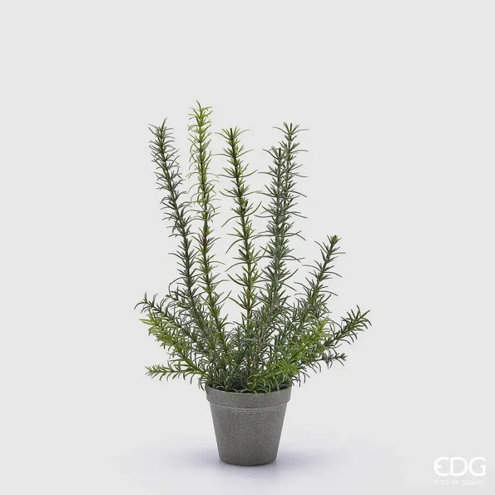 EDG Enzo De Gasperi Rosmarino con Vaso Artificiale H 46 Cm Green Online ora