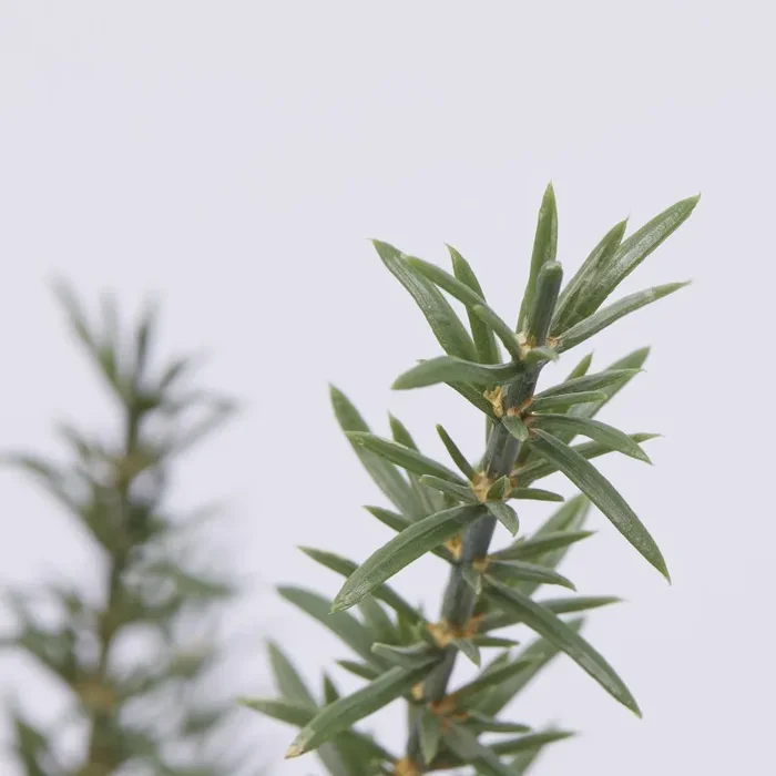 EDG Enzo De Gasperi Rosmarino con Vaso Artificiale H 46 Cm Green Online ora - immagine 2