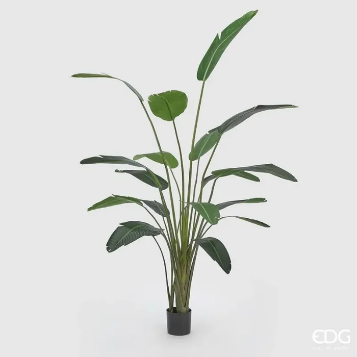 EDG Enzo De Gasperi Strelitzia Chic con Vaso Artificiale H 245 Cm Green