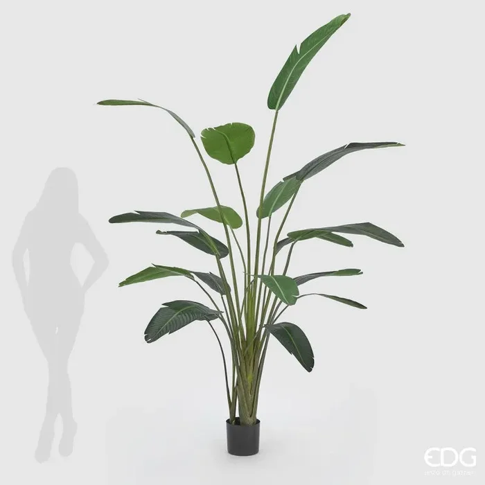 EDG Enzo De Gasperi Strelitzia Chic con Vaso Artificiale H 245 Cm Green - immagine 2