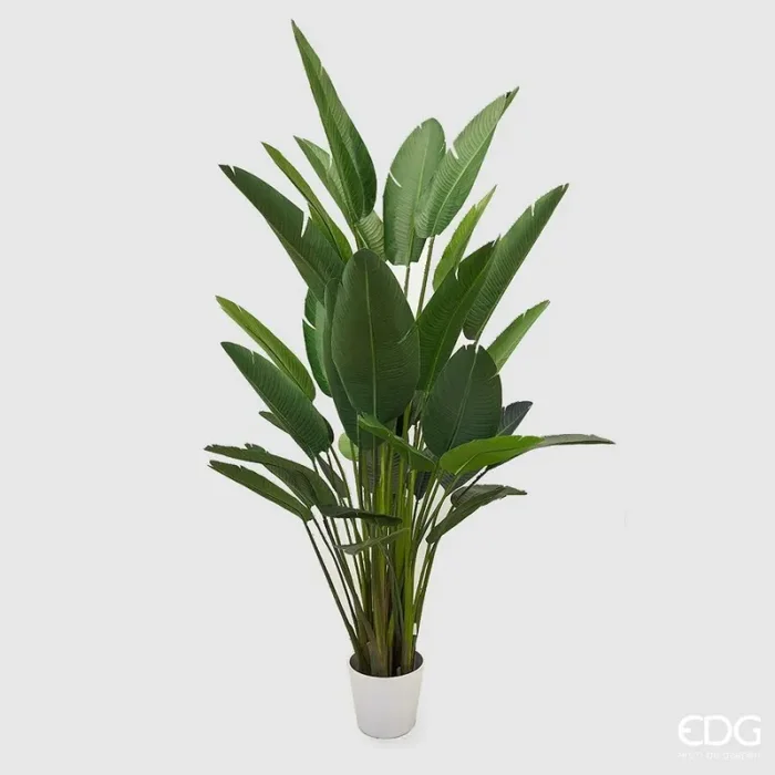 EDG Enzo De Gasperi Strelitzia Chic con Vaso Artificiale H 245 Cm Green