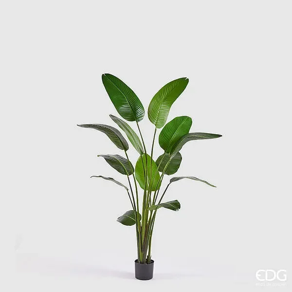 EDG Enzo De Gasperi Strelizia con Vaso Artificiale H 185 Cm Colore Verde