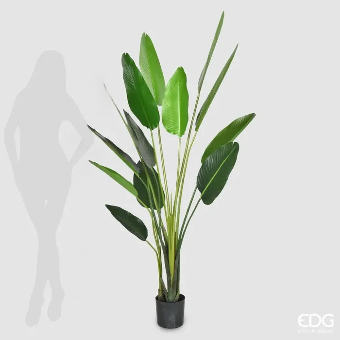 EDG Enzo De Gasperi Strelizia con Vaso Artificiale H 185 Cm Colore Verde - immagine 2