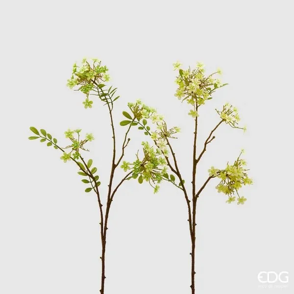 EDG Enzo De Gasperi Viburno Rex H 70 Cm Giallo o Verde 1 Pz