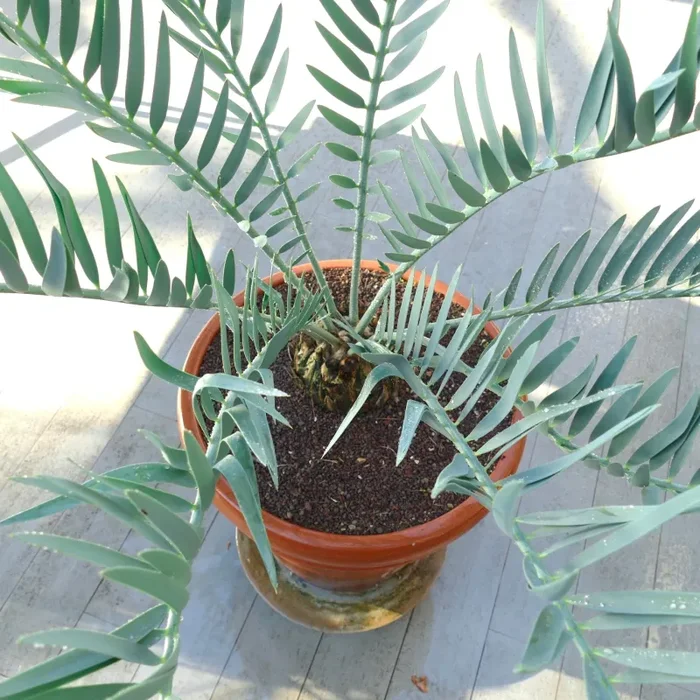 Encephalartos dolomiticus Vendita online