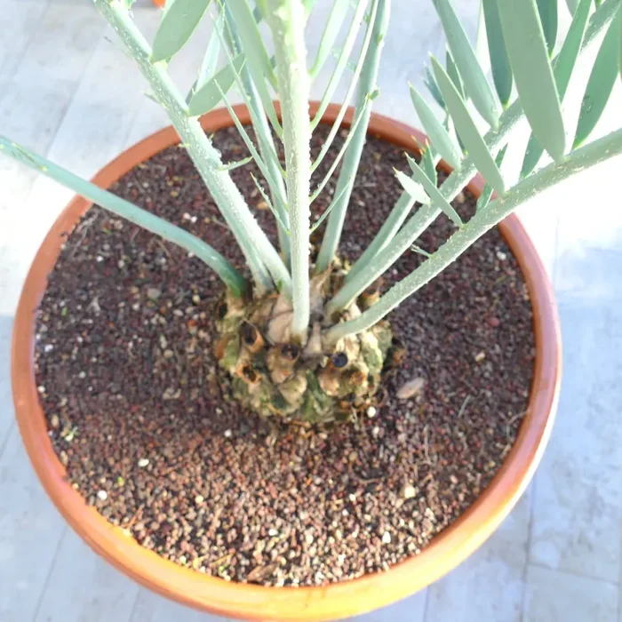 Encephalartos dolomiticus Vendita online - immagine 2