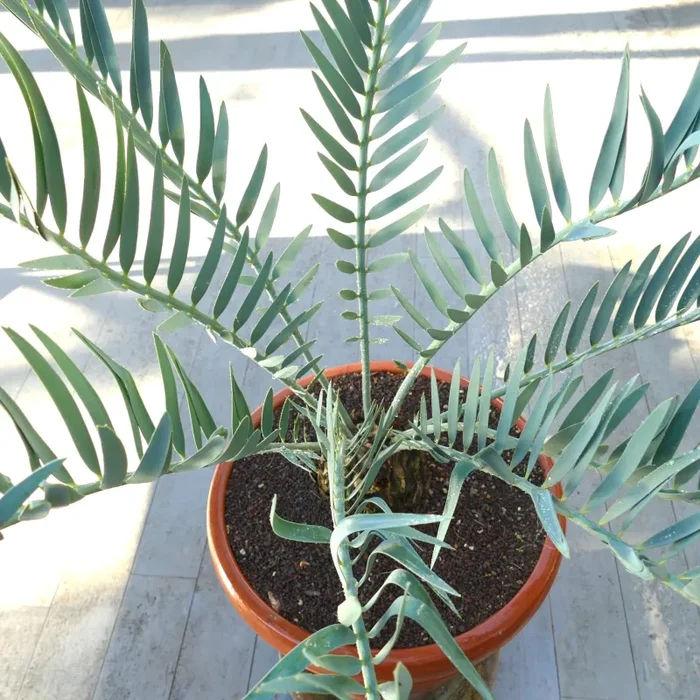 Encephalartos dolomiticus Vendita online - immagine 3