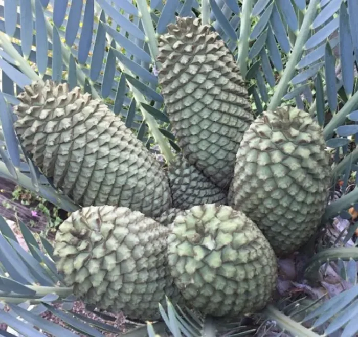 Encephalartos dyerianus